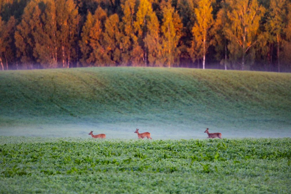 Photograph by Dzintra Zvagina