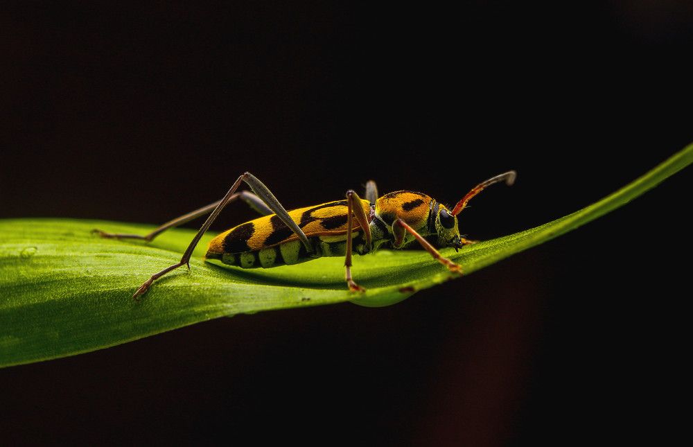 Photograph by Yusuf Buchari