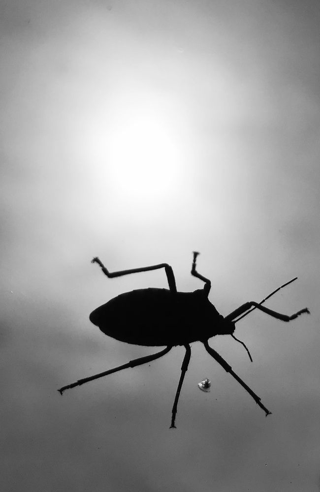 Photograph by Zokhlan