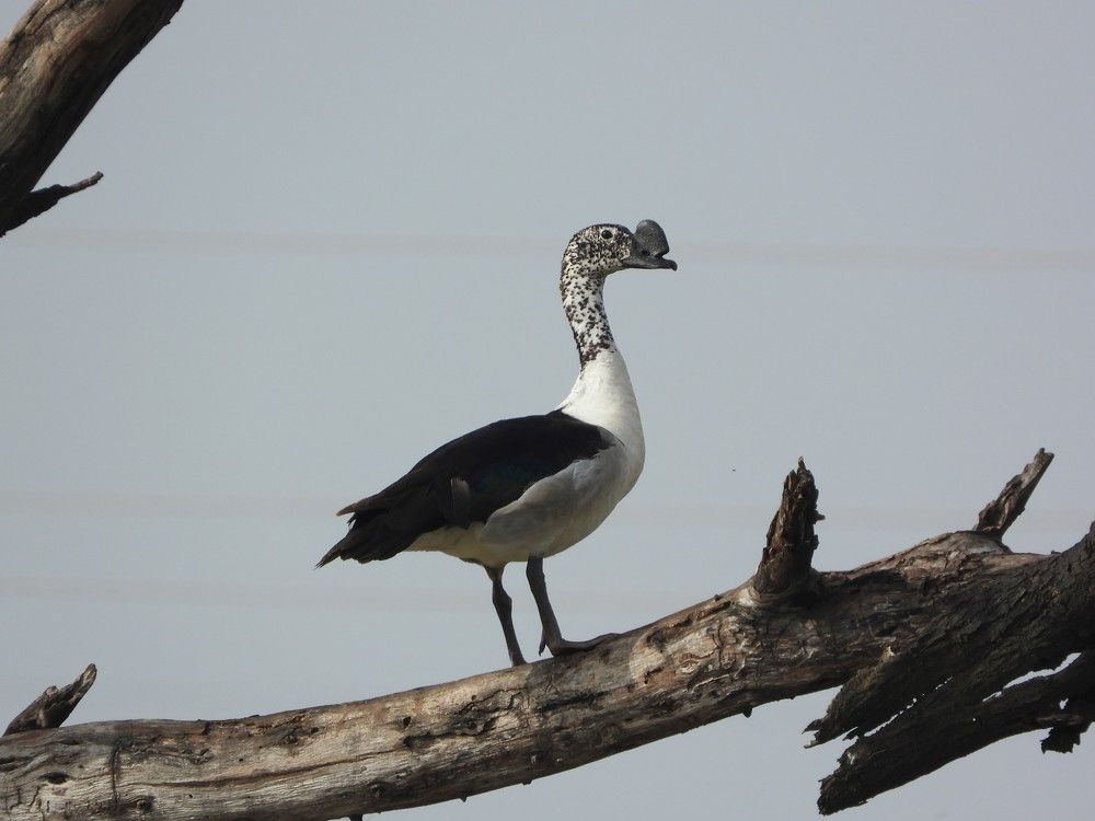 Photograph by Sougata Bhar