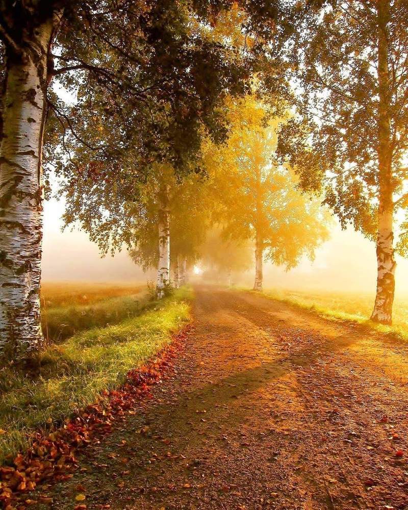 Начало осени - берёзовая роща