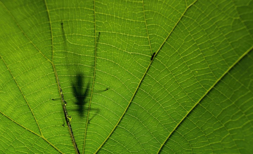 Photograph by Ankan Das
