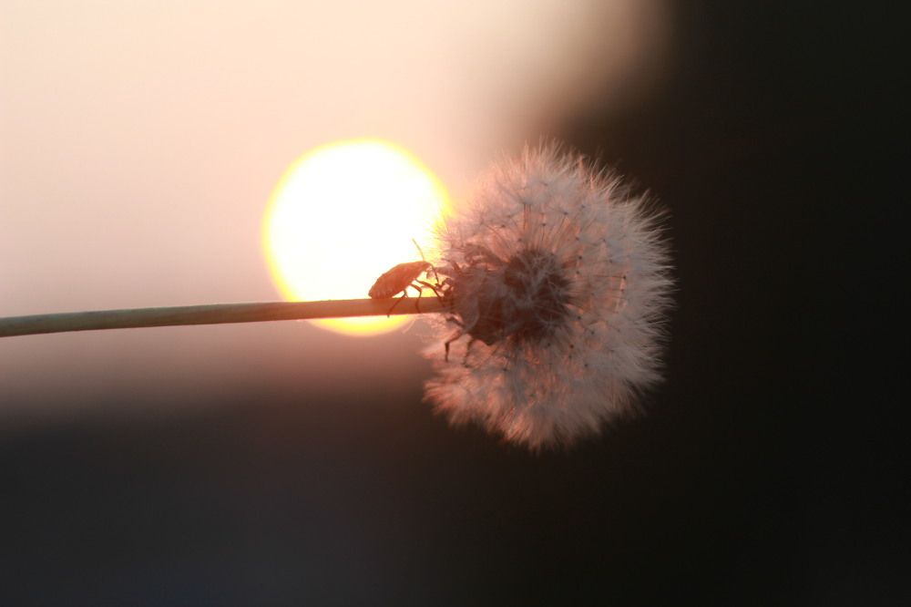 Photograph by Евгения Даниленко