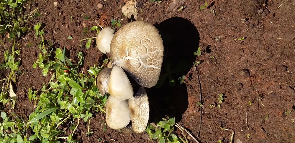 Cogumelos