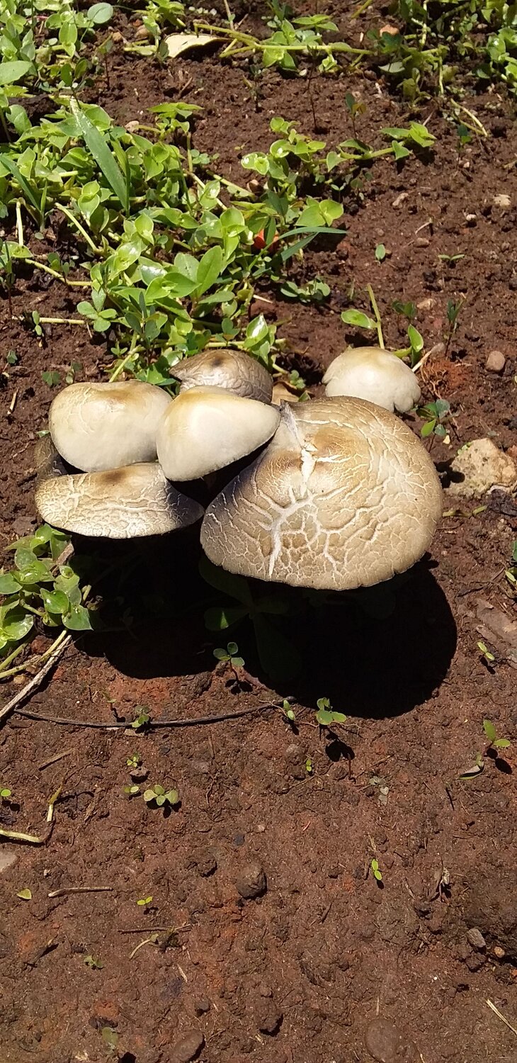 Cogumelos
