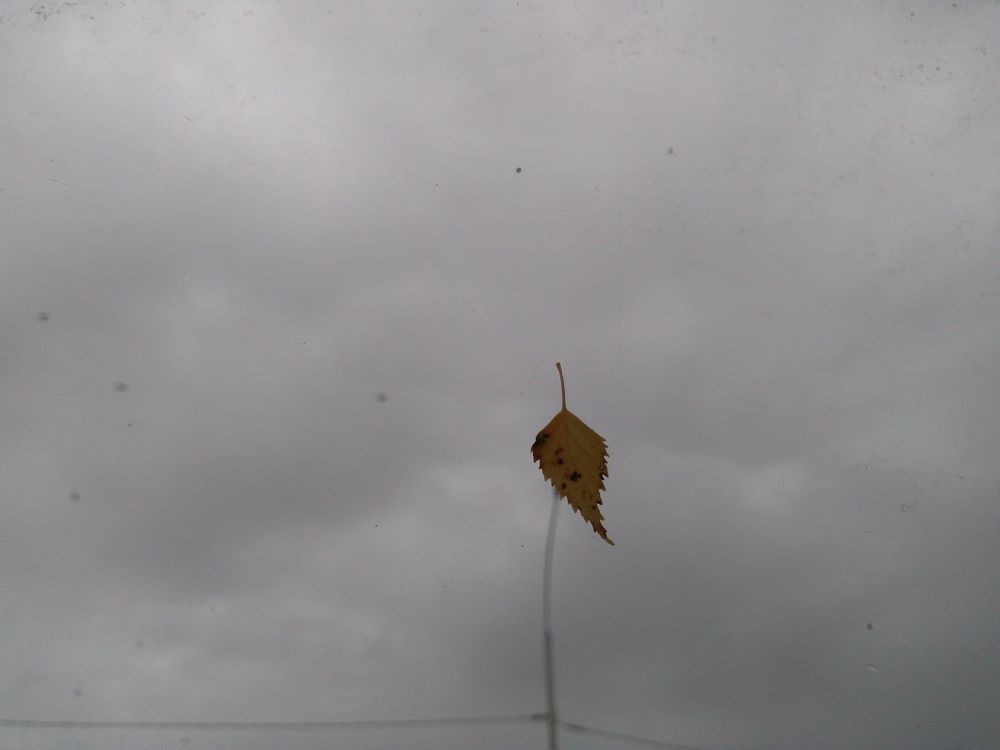 Photograph by СТЕПАН ДЖУЛАКИДЗЕ