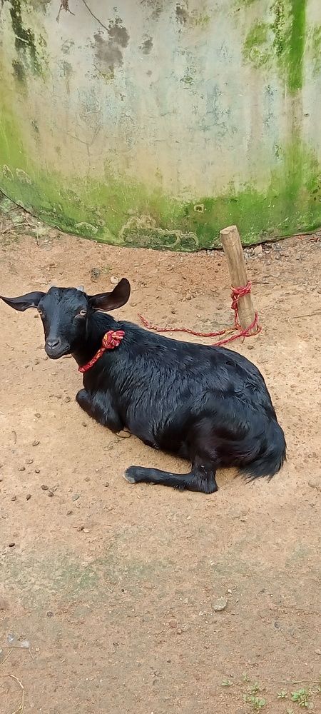 Photograph by Mamata Sharma