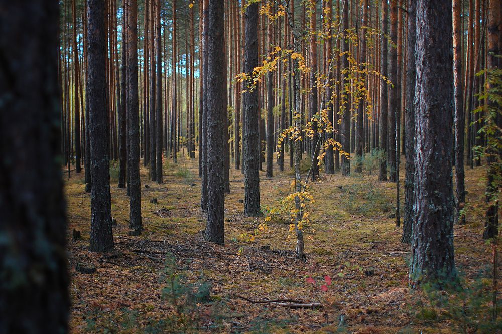 Photograph by Олеся Кучерова