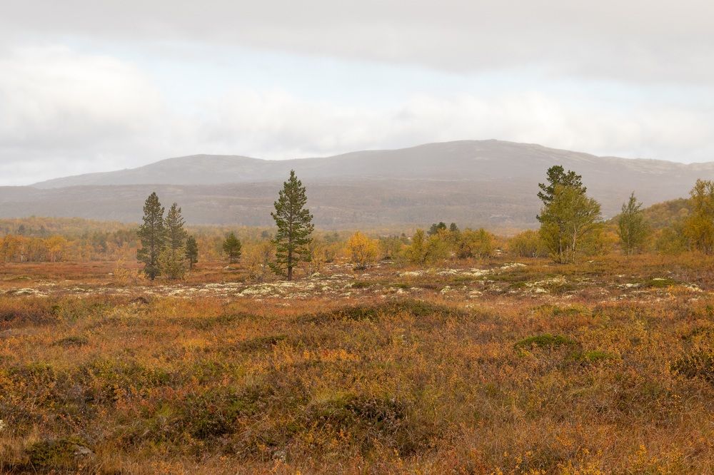 Photograph by Светлана Лебедева