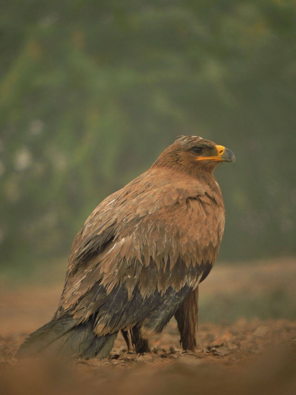 Greater spotted egle
