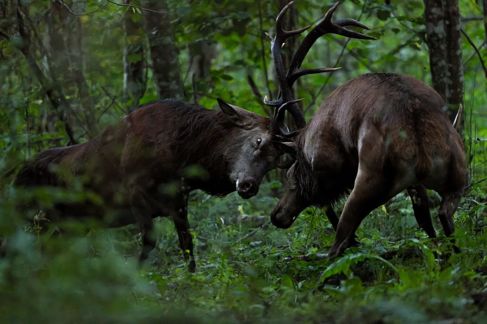 Photograph by Kreicbergs Maris