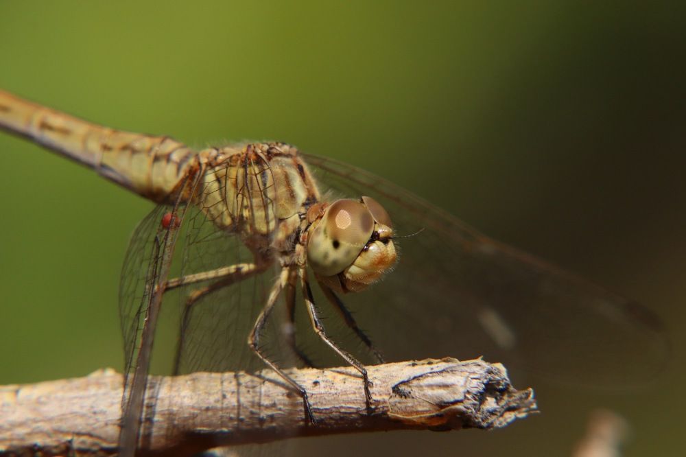 Photograph by Иван Доможирский