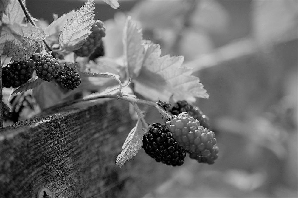 Photograph by Светлана Минаева