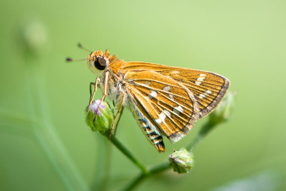 Photograph by Gimantha Perera