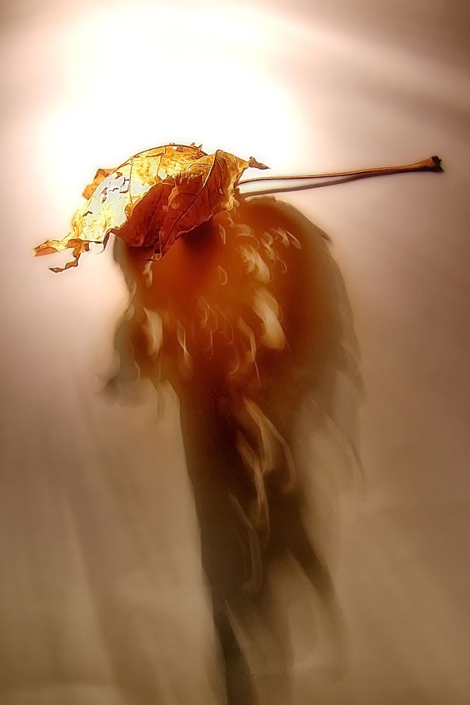 Ангельское крыло