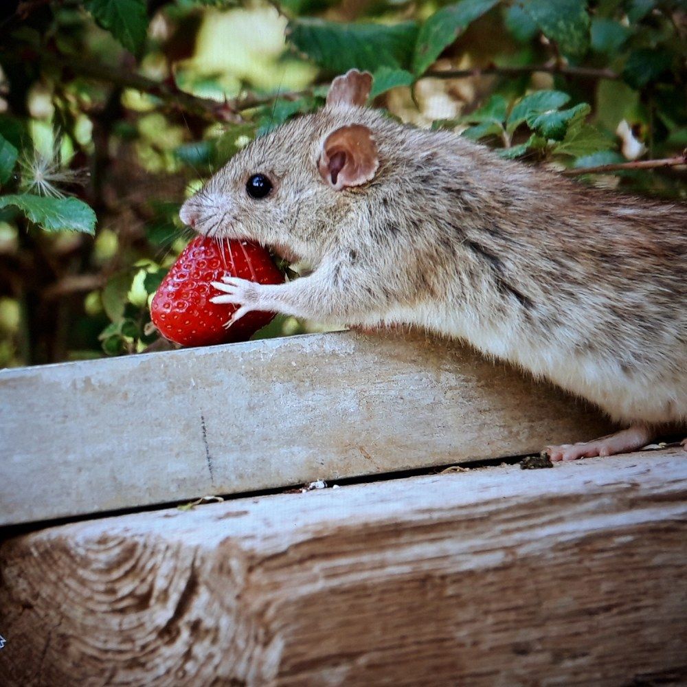 Country rat with its stolen prize!