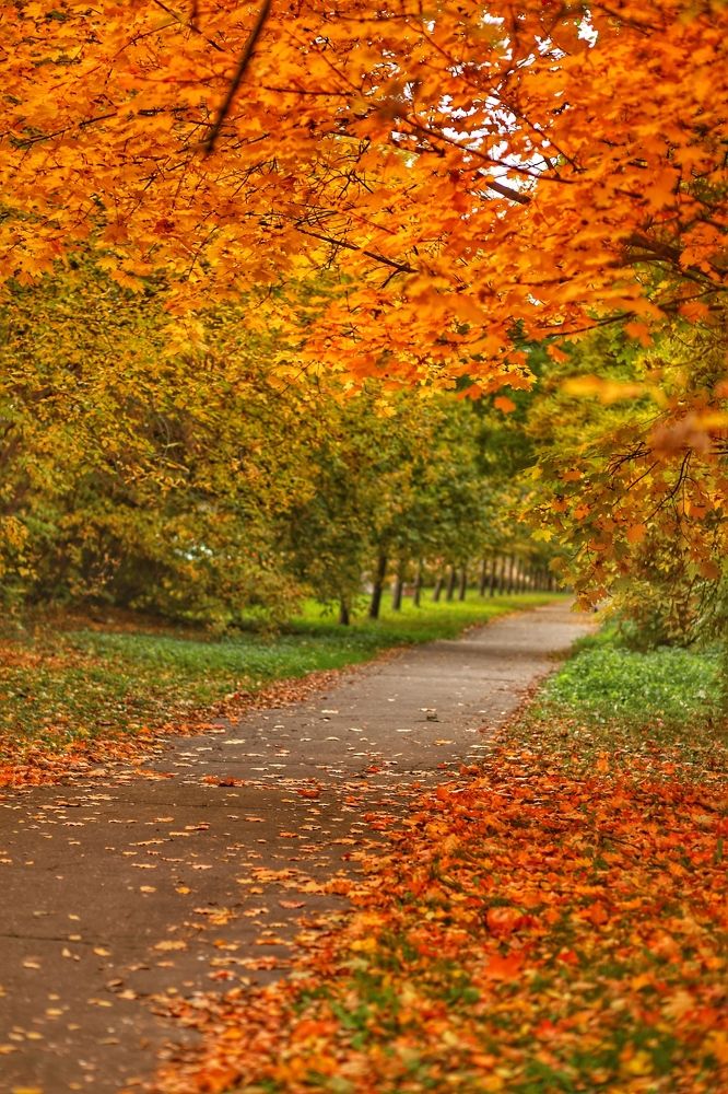 Осенняя дорога