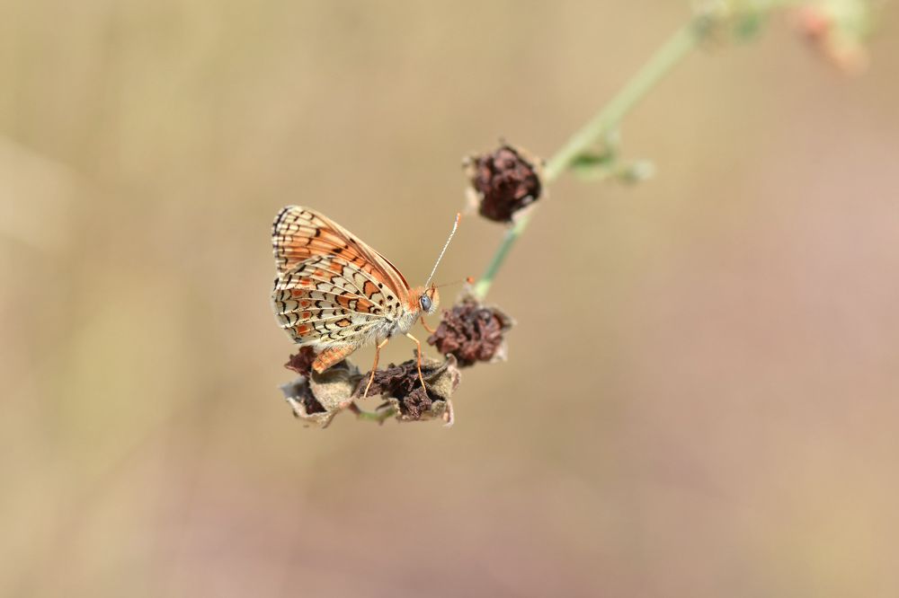 Butterfly in autumn color