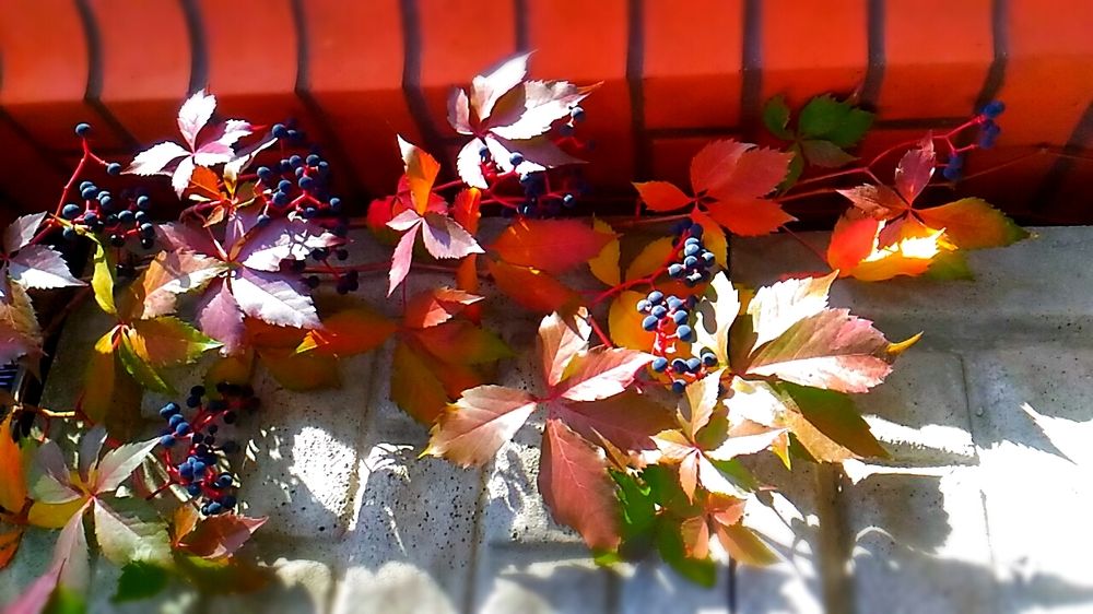 Photo #6544705