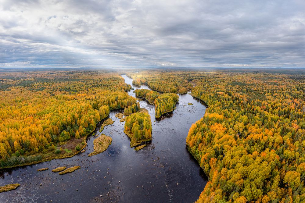 Желтое наступление