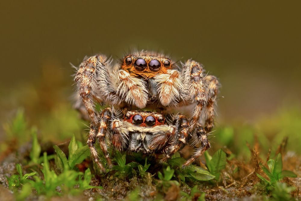 Photograph by Subhankar Bardhan