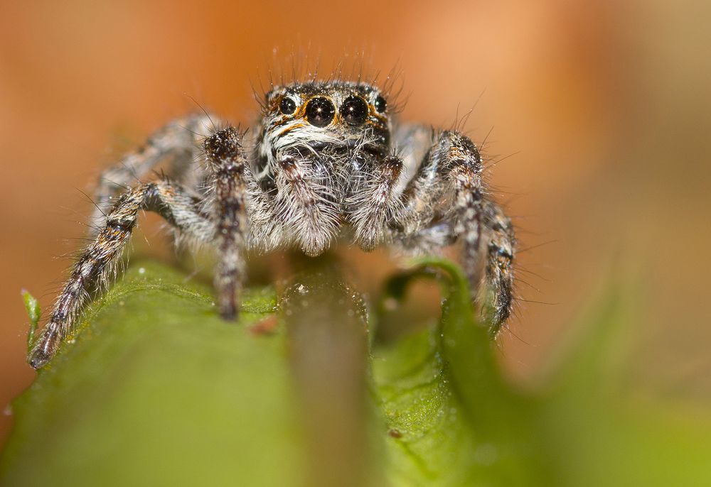 Photograph by M.Mestanov