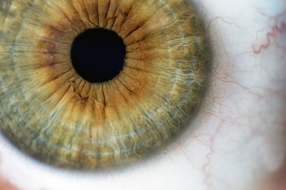 Human eye