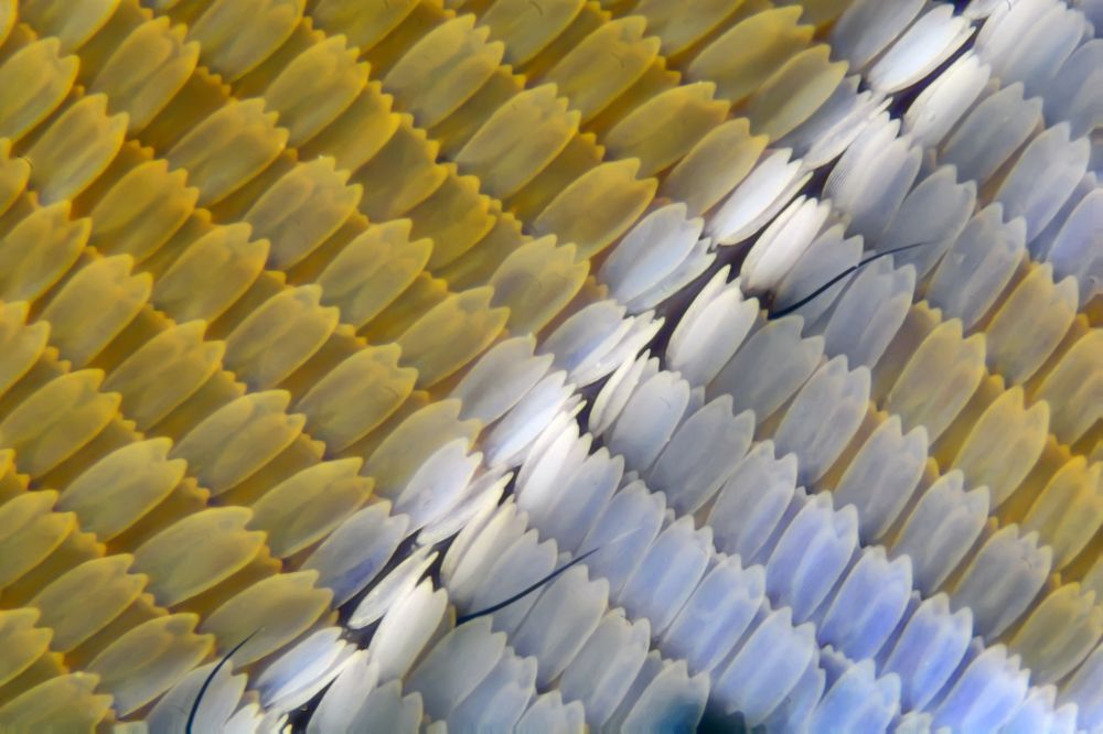 Butterfly wing scales