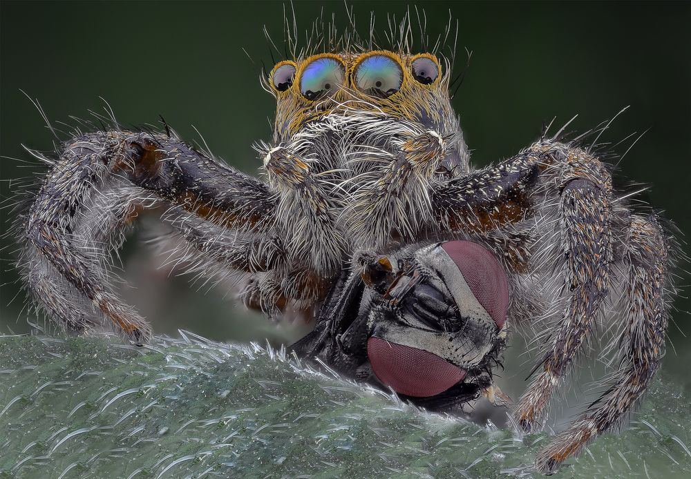 Jumping spider with prey