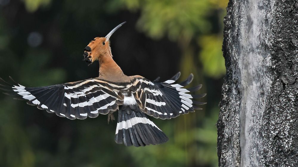 Photograph by Abhijeet Phalsankar