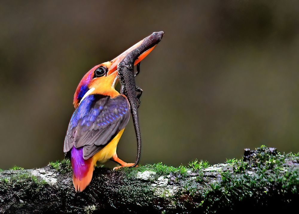 Photograph by Abhijeet Phalsankar