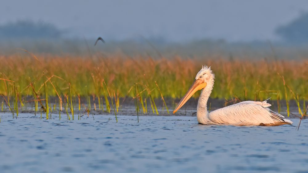 Photograph by Abhijeet Phalsankar