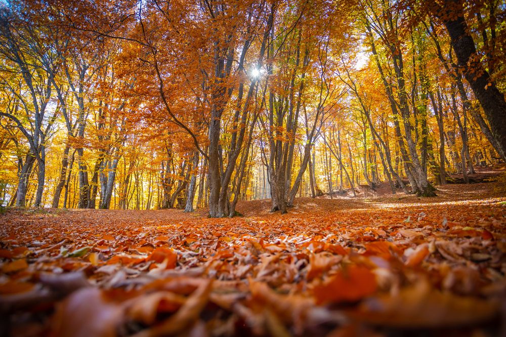 Photograph by Наталья Файчук