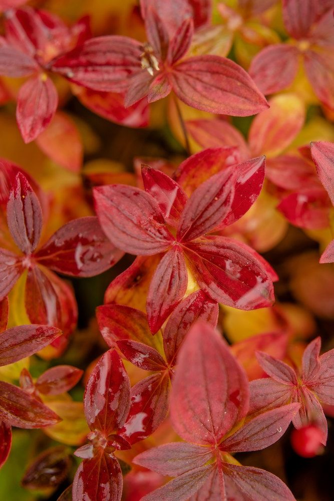 Осенний дёрен