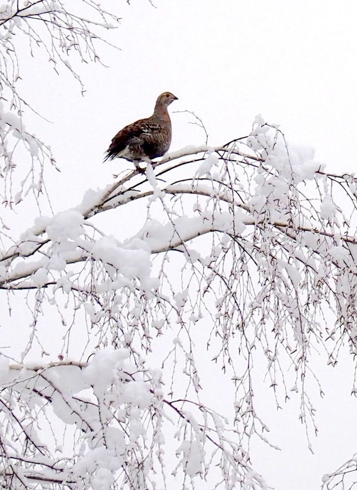 Photograph by Екатерина Шмелева