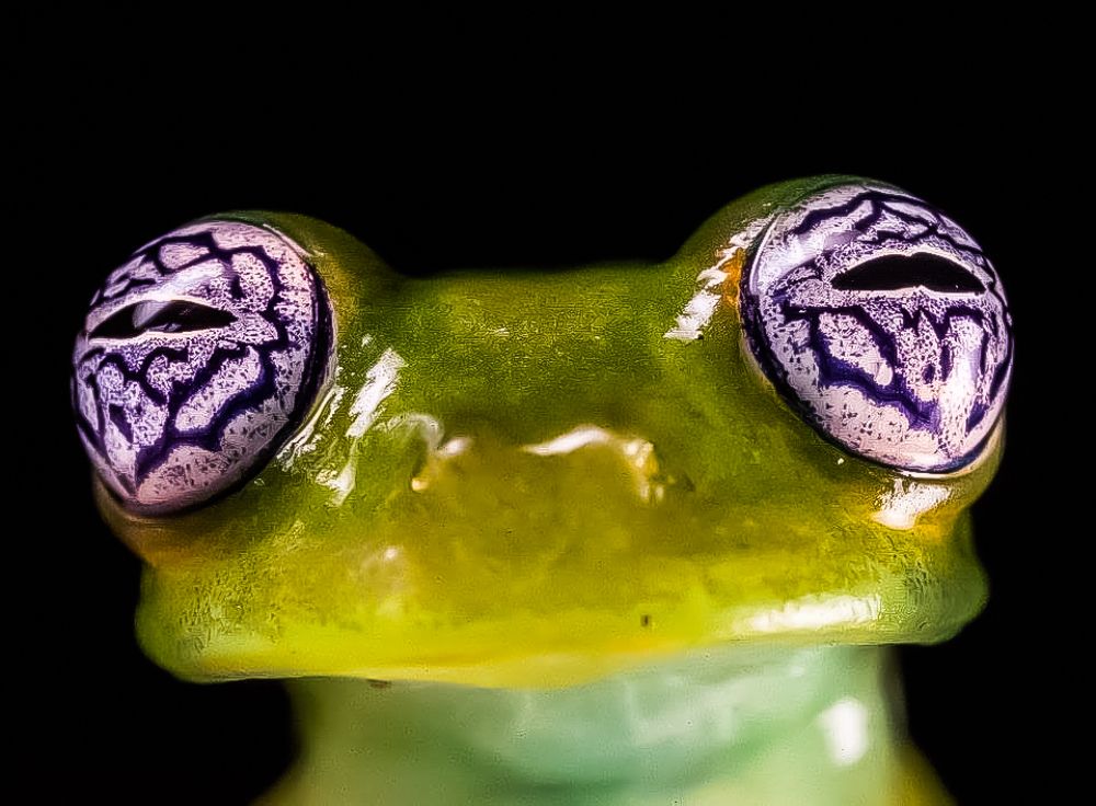 Lucky the Frog
