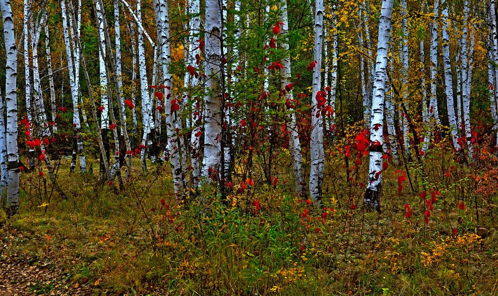Краски осени.