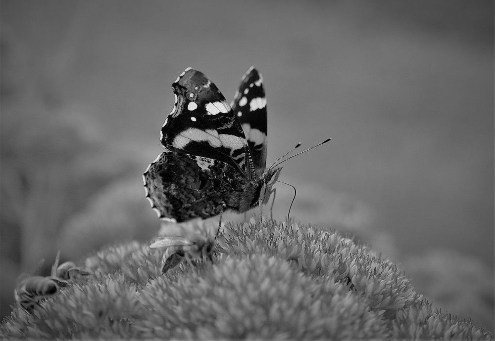 Photograph by Светлана Минаева