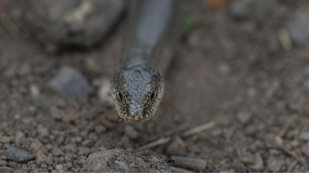 Photograph by Boris Tashkov