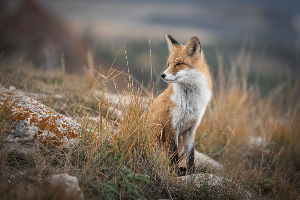 Fox of Olkhon Island, Baikal, Russia