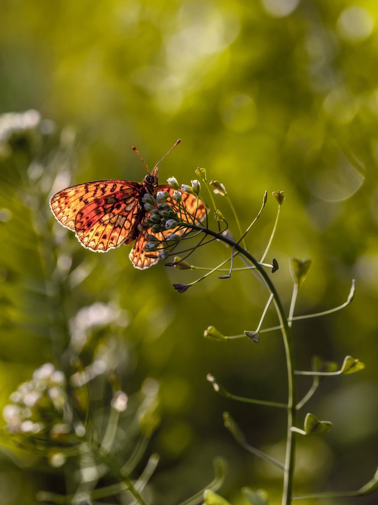 Навстречу солнцу