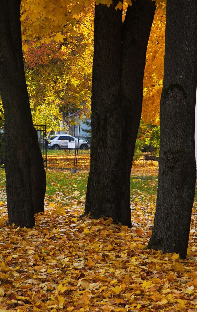 Photograph by Анатолий Протасов