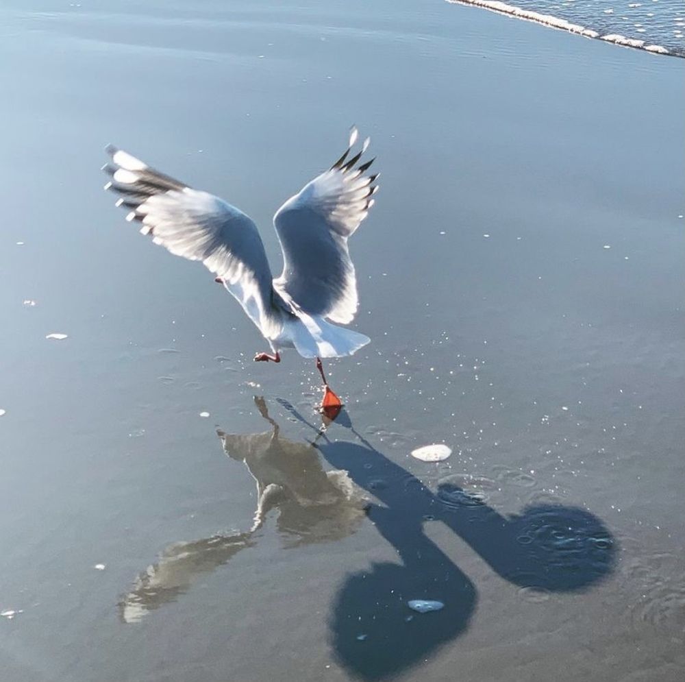 Чайка на взлете