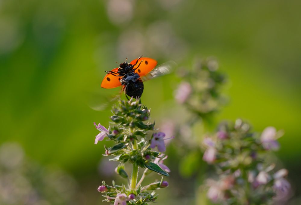 А мне летать охота