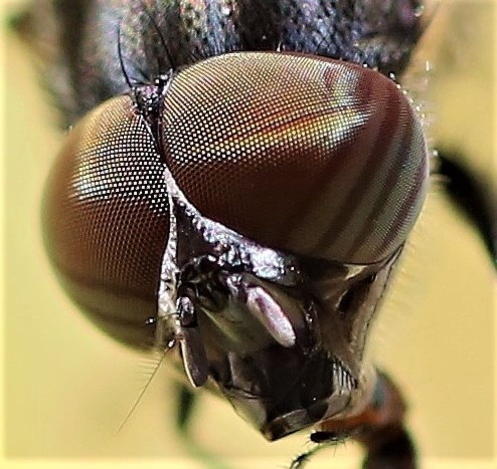 Фотография автора Maurizio Ruggiero