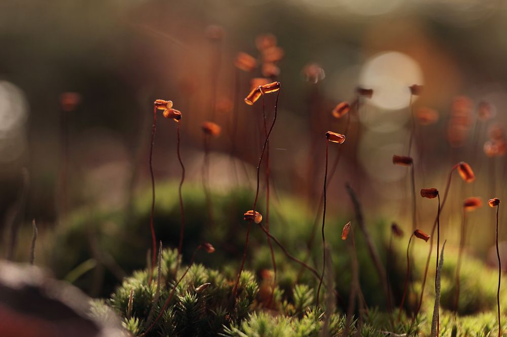 Photograph by Светлана Смирнова