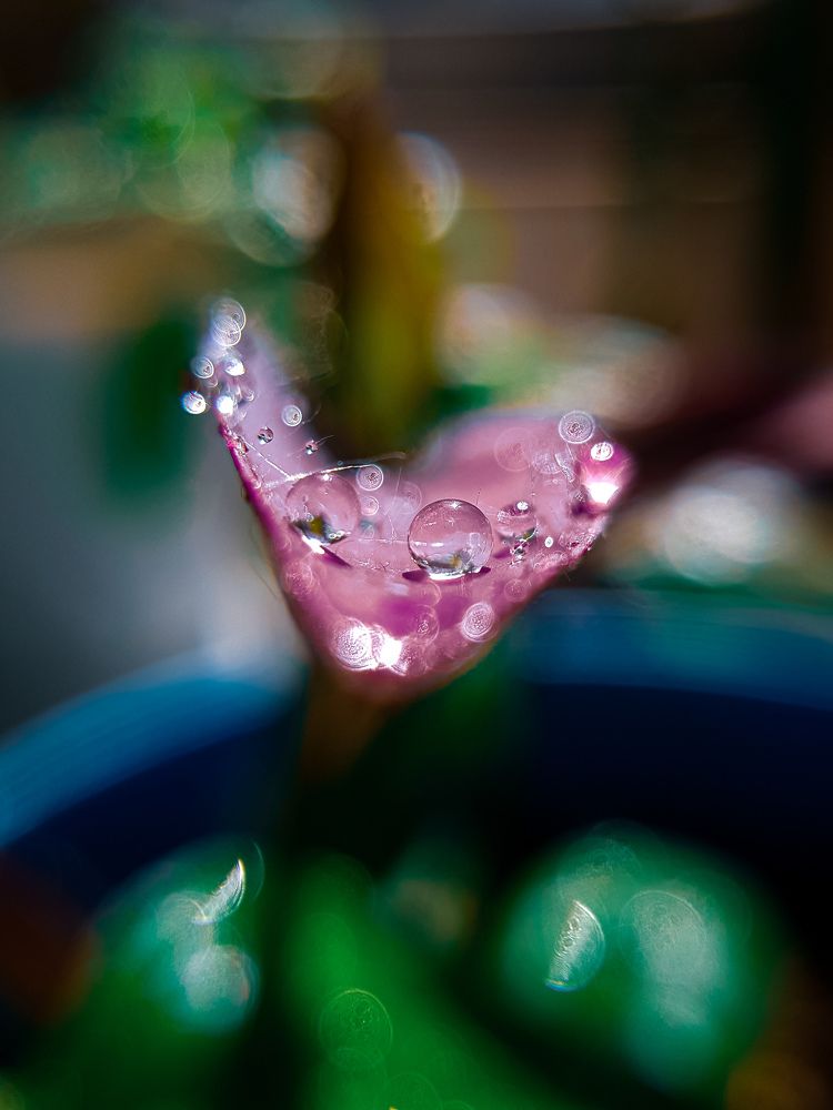 Photograph by Rouholla Adib