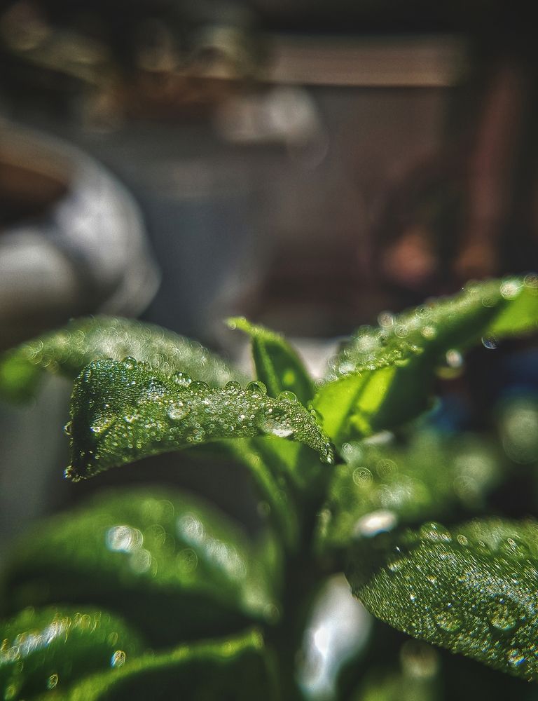 Photograph by Rouholla Adib