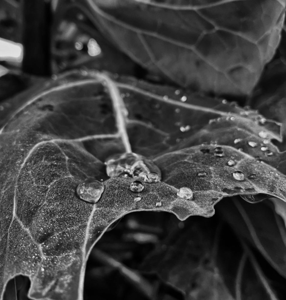 Photograph by Špela Javornik