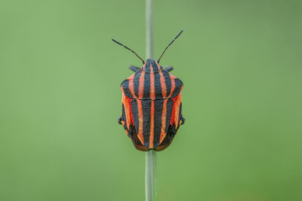 Photograph by БОРИС БЕЛКАНИЯ